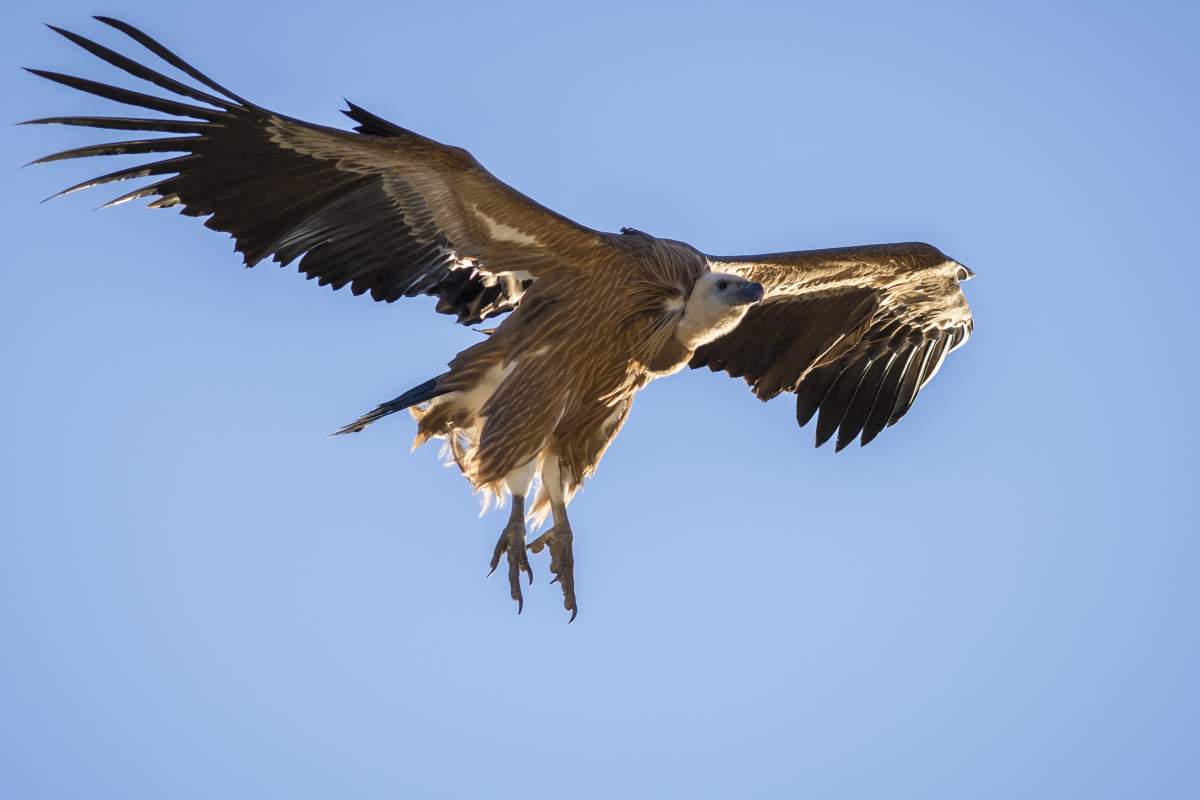 griffoni del Quarnero