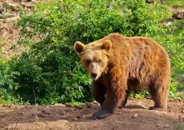 Das Bärenrefugium in Kuterevo